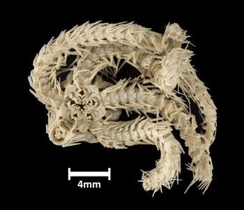 Media type: image;   Invertebrate Zoology OPH-1956 Description: Underside view of single ophiuroid specimen with a scale bar.;  Aspect: ventral